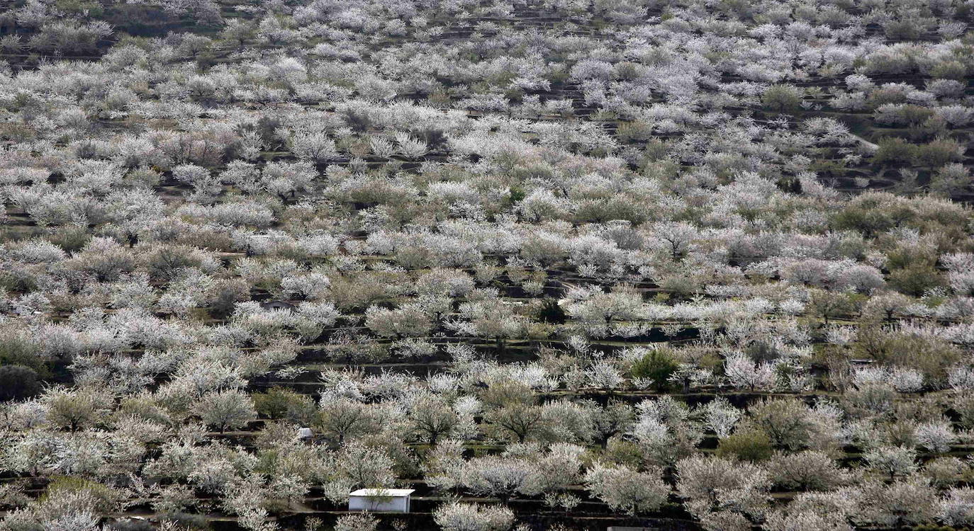 Fotos: La floración de los cerezos del Jerte siempre ha sido un espectáculo para la vista