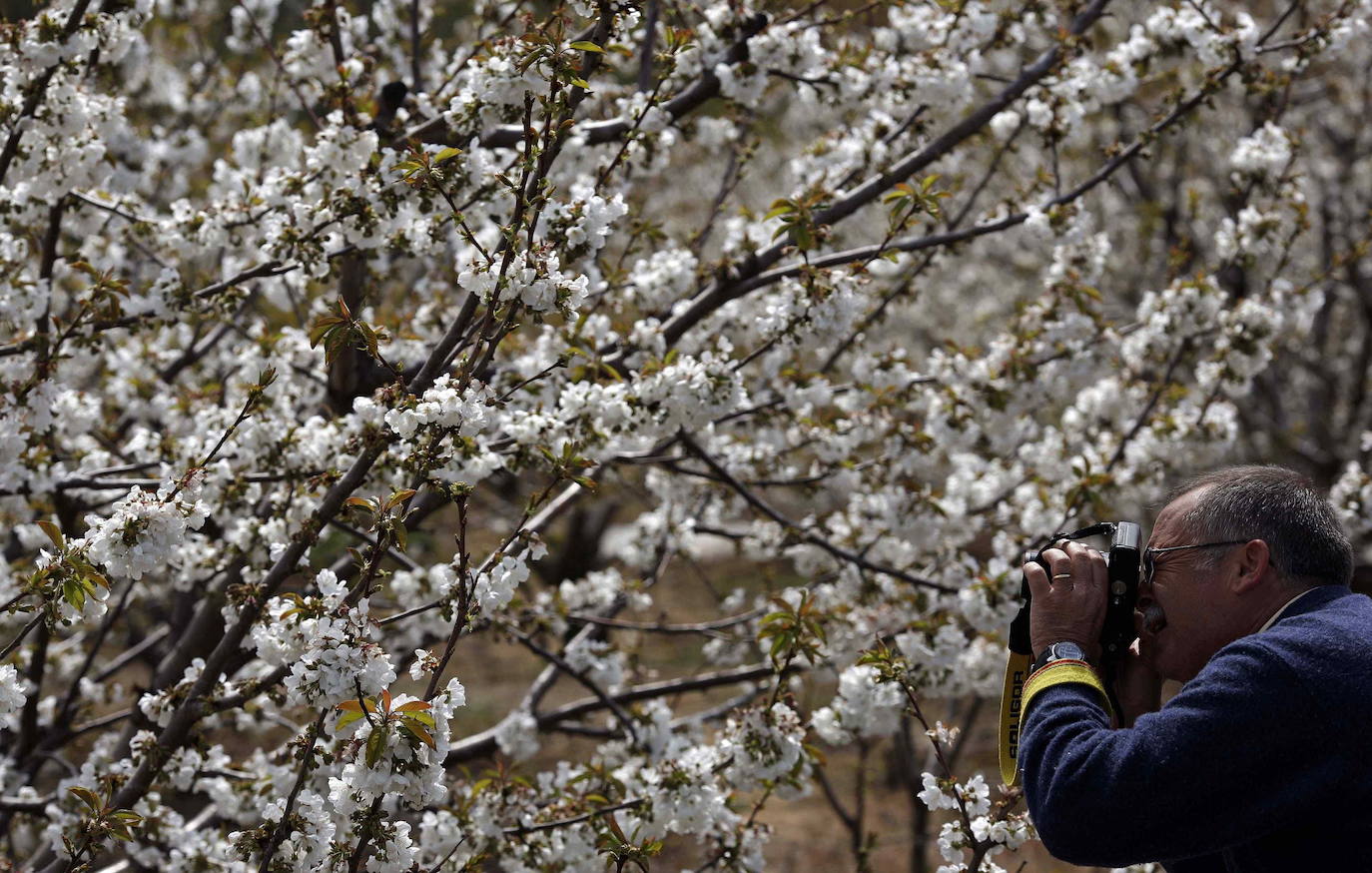 Fotos: La floración de los cerezos del Jerte siempre ha sido un espectáculo para la vista