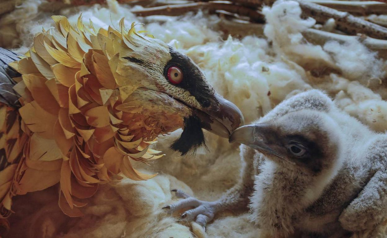 Fotografía facilitada por el Centro de Cría en Aislamiento Humano (CRIAH) del Gobierno aragonés en La Alfranca (Zaragoza) que muestra la eclosión de los huevos de quebrantahuesos, un ave en riesgo de extinción, y que fueron rescatados en el Pirineo cuando se encontraban en situación de riesgo. Una vez criadas estas aves viajarán a los Picos de Europa. 