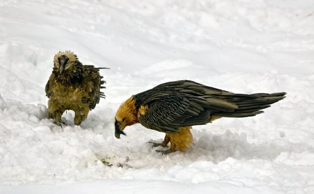 Una pareja de quebrantahuesos alimentándose entre la nieve.