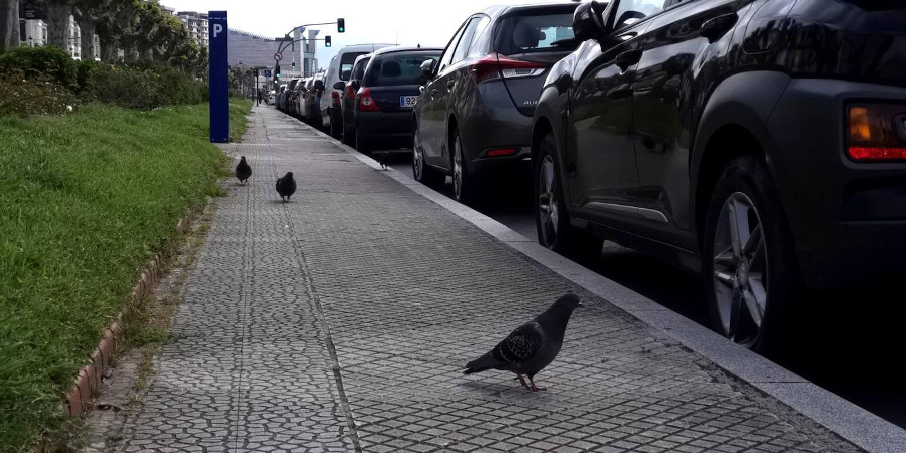 Un nuevo lunes en estado de alarma en un Santander con doble cara: actividad en las calles con supermercados, bancos y farmacias; quietud en paseos y avenidas.