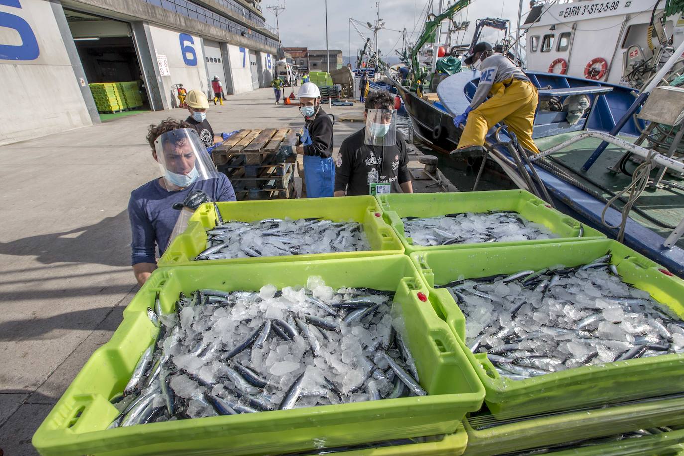 En su primer día de costera, la flota se encontró con abundate pescado a pocas millas de la costa oriental. Las lonjas de Santoña y Laredo subastaron 500 toneladas