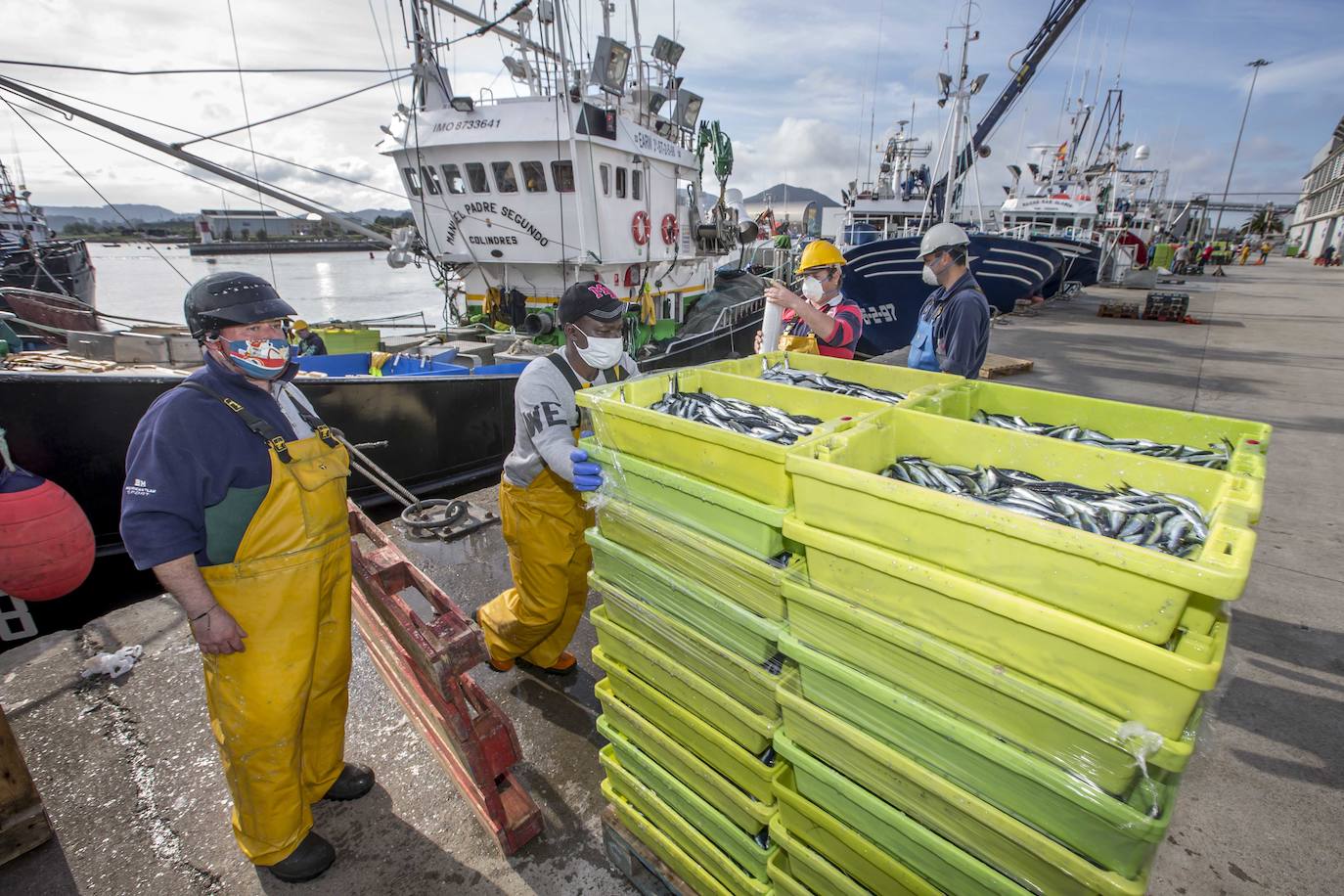 En su primer día de costera, la flota se encontró con abundate pescado a pocas millas de la costa oriental. Las lonjas de Santoña y Laredo subastaron 500 toneladas