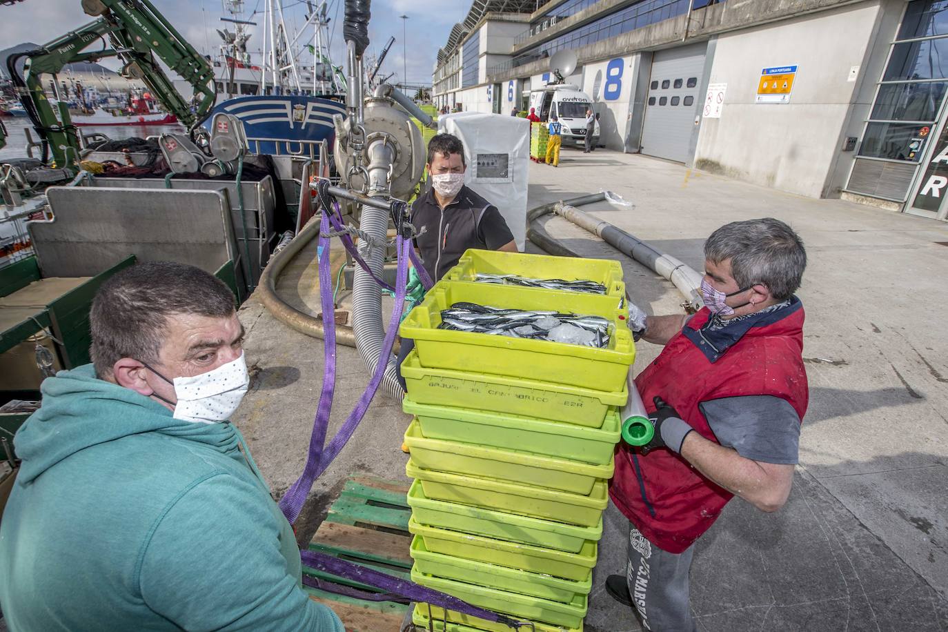 En su primer día de costera, la flota se encontró con abundate pescado a pocas millas de la costa oriental. Las lonjas de Santoña y Laredo subastaron 500 toneladas