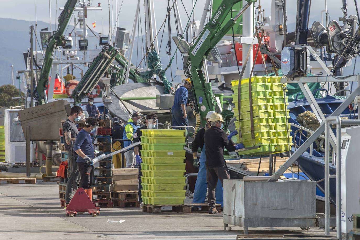 En su primer día de costera, la flota se encontró con abundate pescado a pocas millas de la costa oriental. Las lonjas de Santoña y Laredo subastaron 500 toneladas