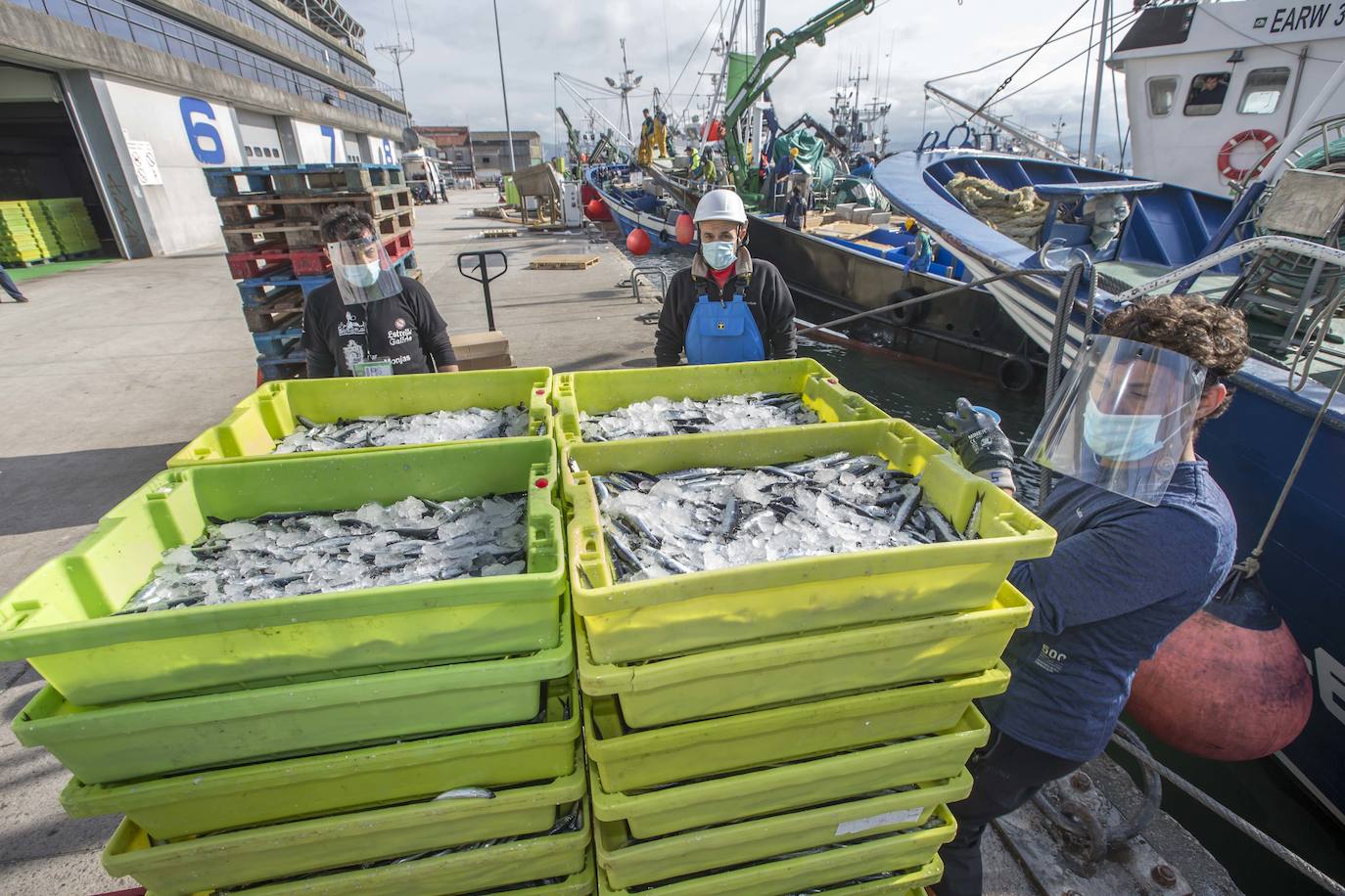 En su primer día de costera, la flota se encontró con abundate pescado a pocas millas de la costa oriental. Las lonjas de Santoña y Laredo subastaron 500 toneladas