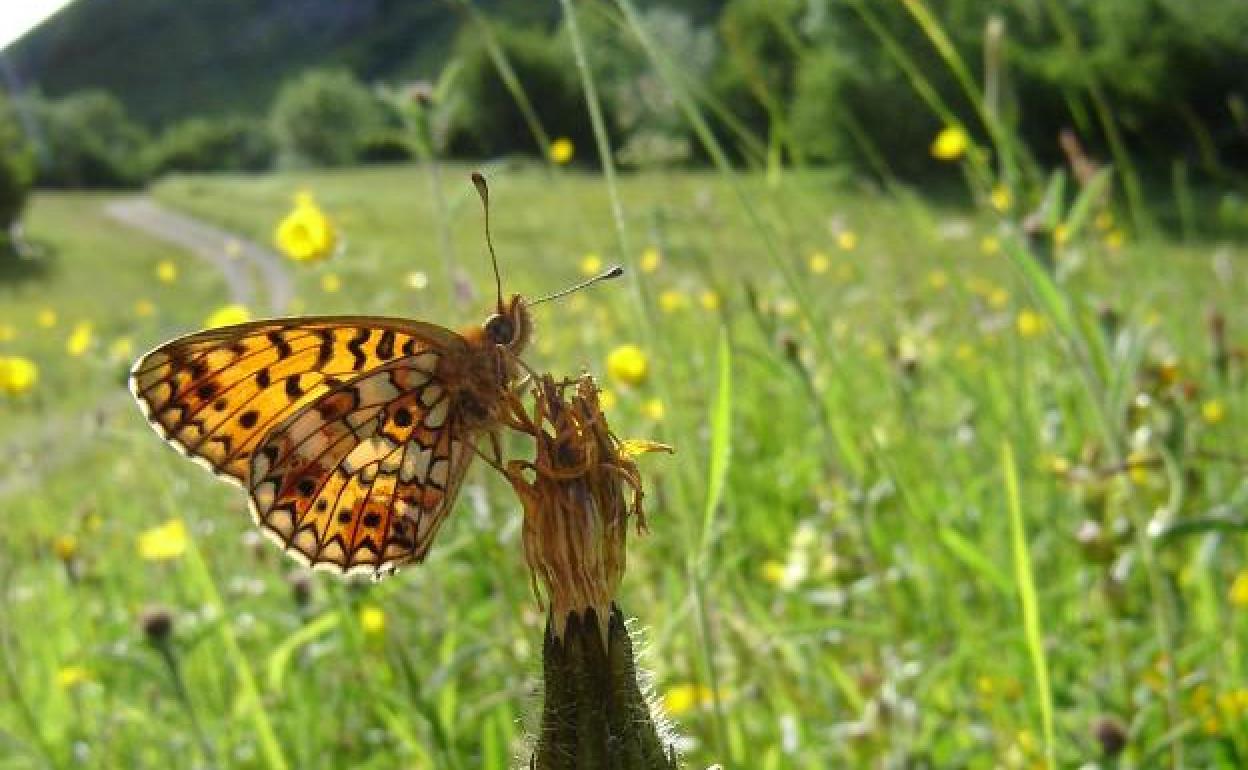 Perlada Castaña. La Clossiana selene es una mariposa propia de prados de siega, como este de la zona de Pandébano.