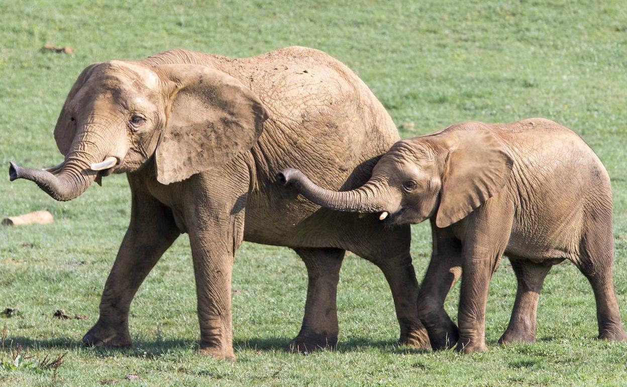 Cabárceno se podrá ver desde casa