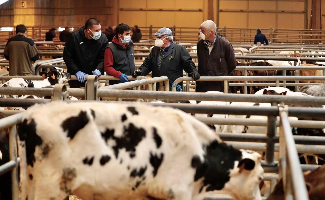 El mercado nacional de ganados de Pola de Siero, en Asturias, ya comenzó su actividad el pasado día 14, mientras que el de Torrelavega permanece aún cerrado.