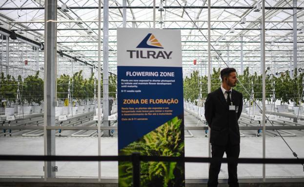 Plantaciones legales de marihuana de la empresa Tilray en Cantanhede (Portugal).