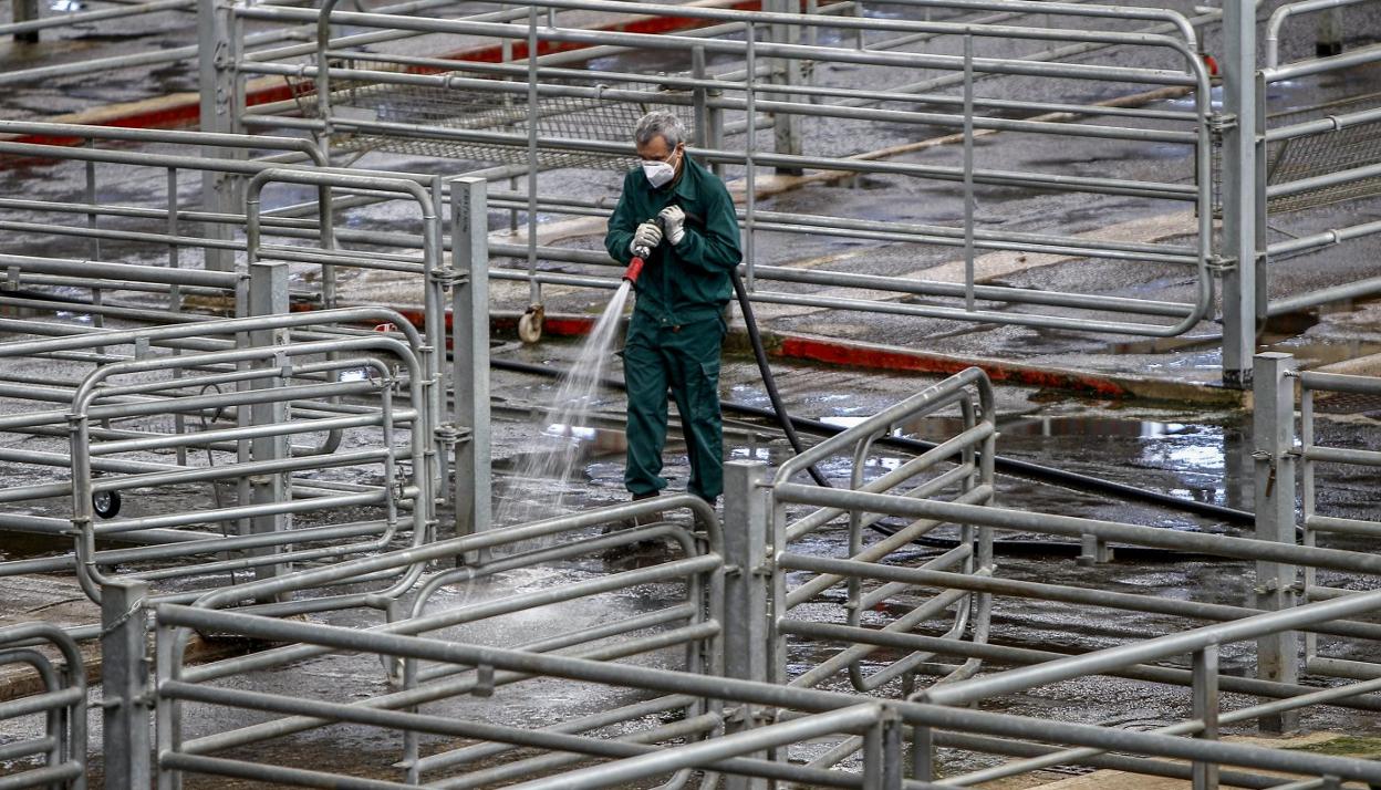 Un operario realiza labores de desinfección y limpieza en el Mercado Nacional de Ganados de Torrelavega. 