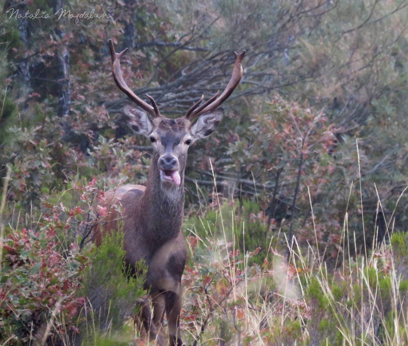 Macho en plena berrea agotado tras intensas jornadas de celo. Ellas se suelen ir con el ganador, normalmente el macho más fuerte y ‘cornudo’. Serán cubiertas por el semental para parir a los gabatos en la primavera, en los meses de mayo y junio. La gestación dura unos 235 días. 