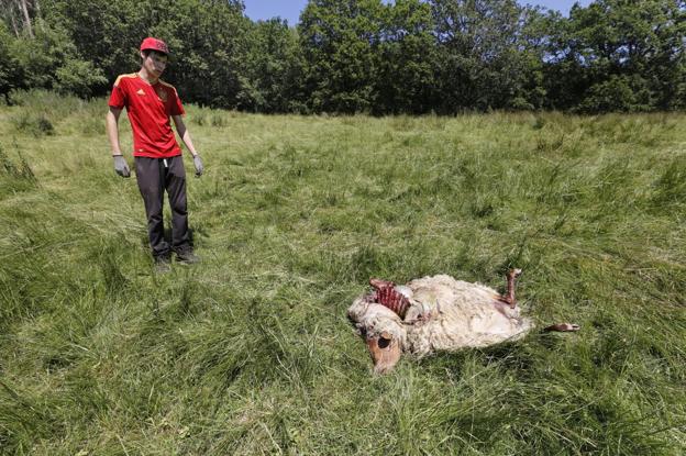 Uno de los afectados junto a una oveja muerta en el barrio de La Vega, Roiz. Javier rosendo