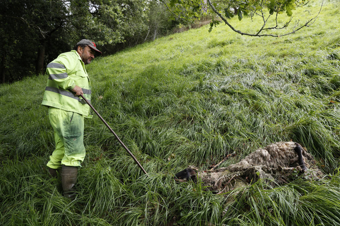 Fotos: El lobo mata a cinco ovejas y hiere a otras tres en Roiz