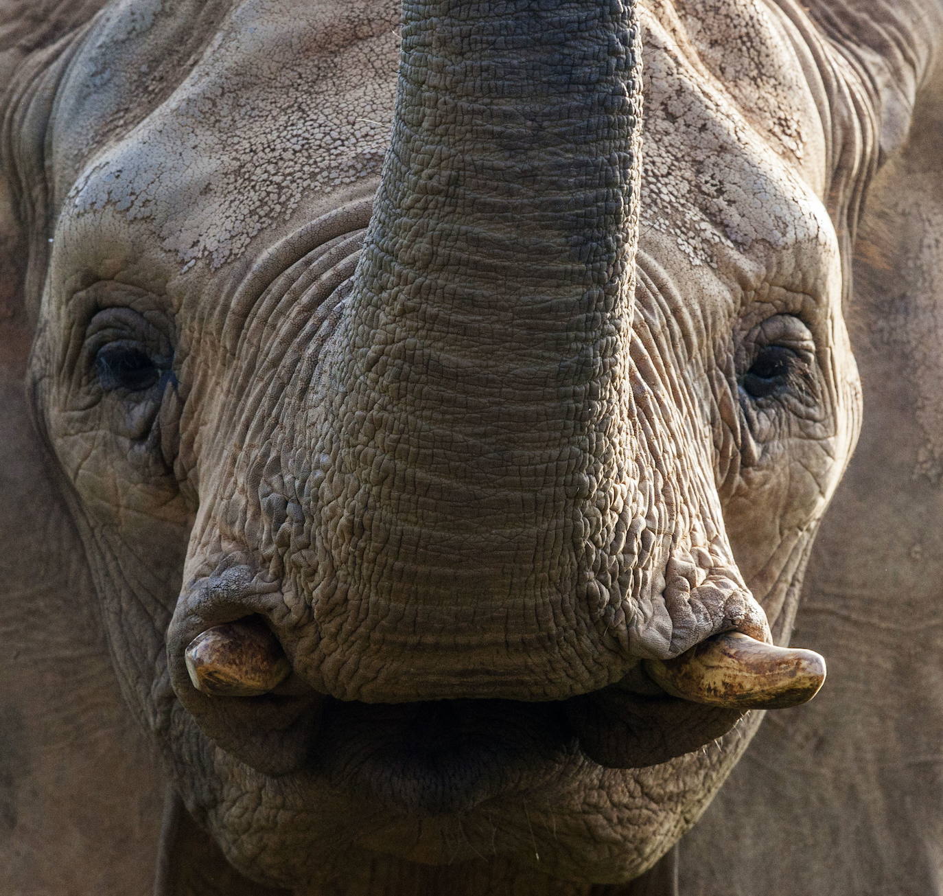 Elefante africano.