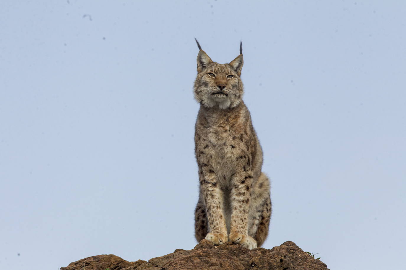 Lince ibérico