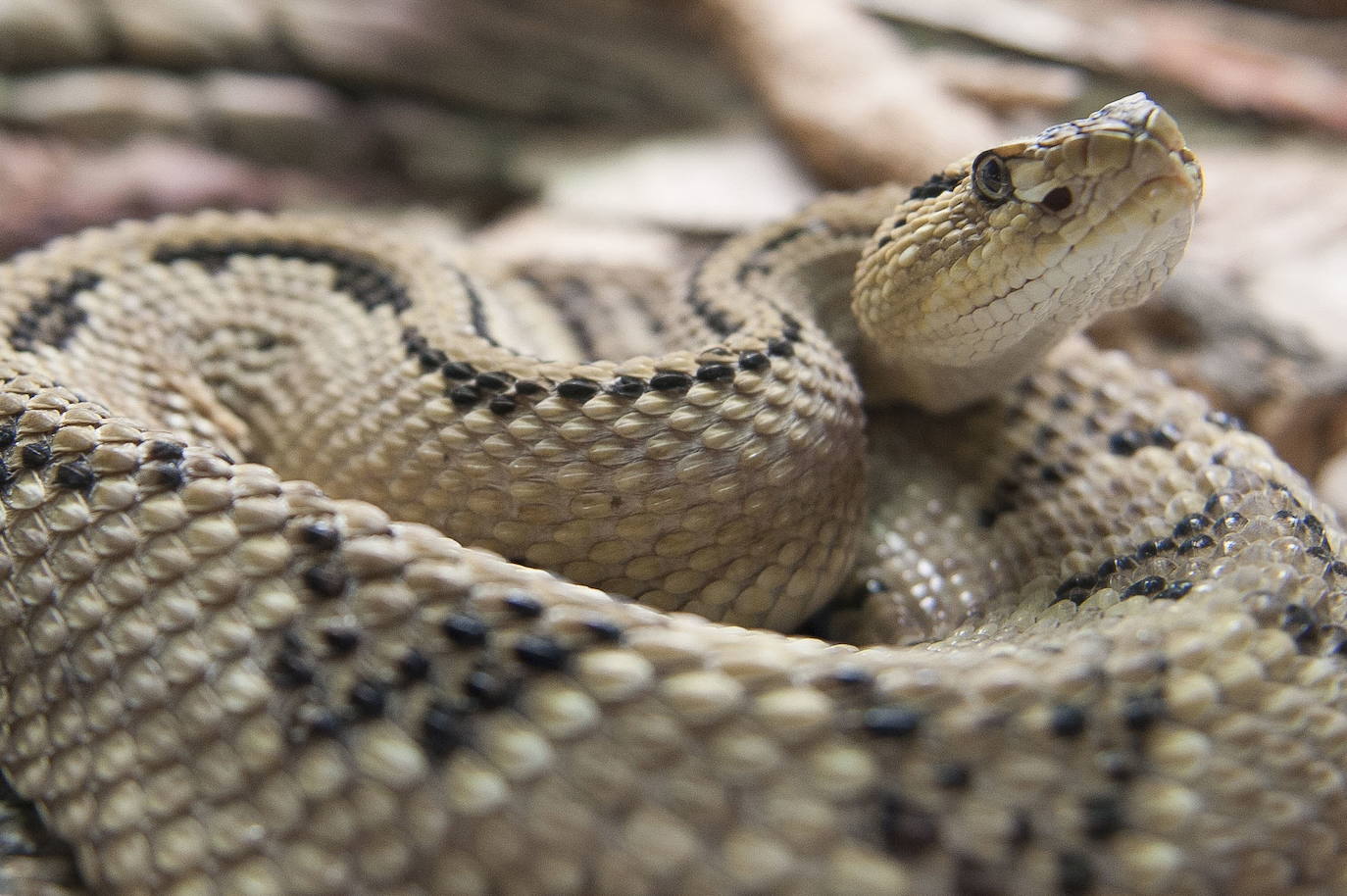 Una de las serpientes del reptilario.