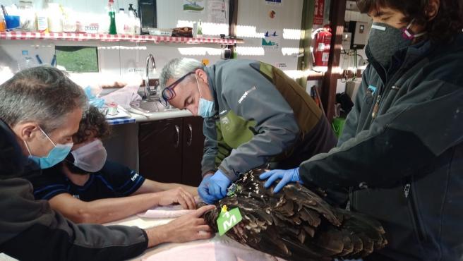 Dos quebrantahuesos aragoneses se suman a la repoblación de Picos de Europa