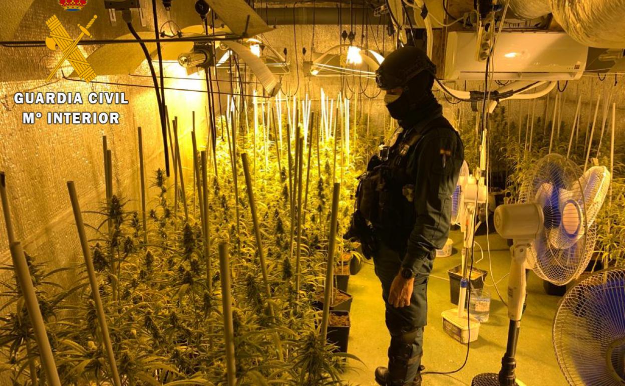 Descubren más de mil plantas de marihuana dentro de una vivienda de Cabezón de la Sal