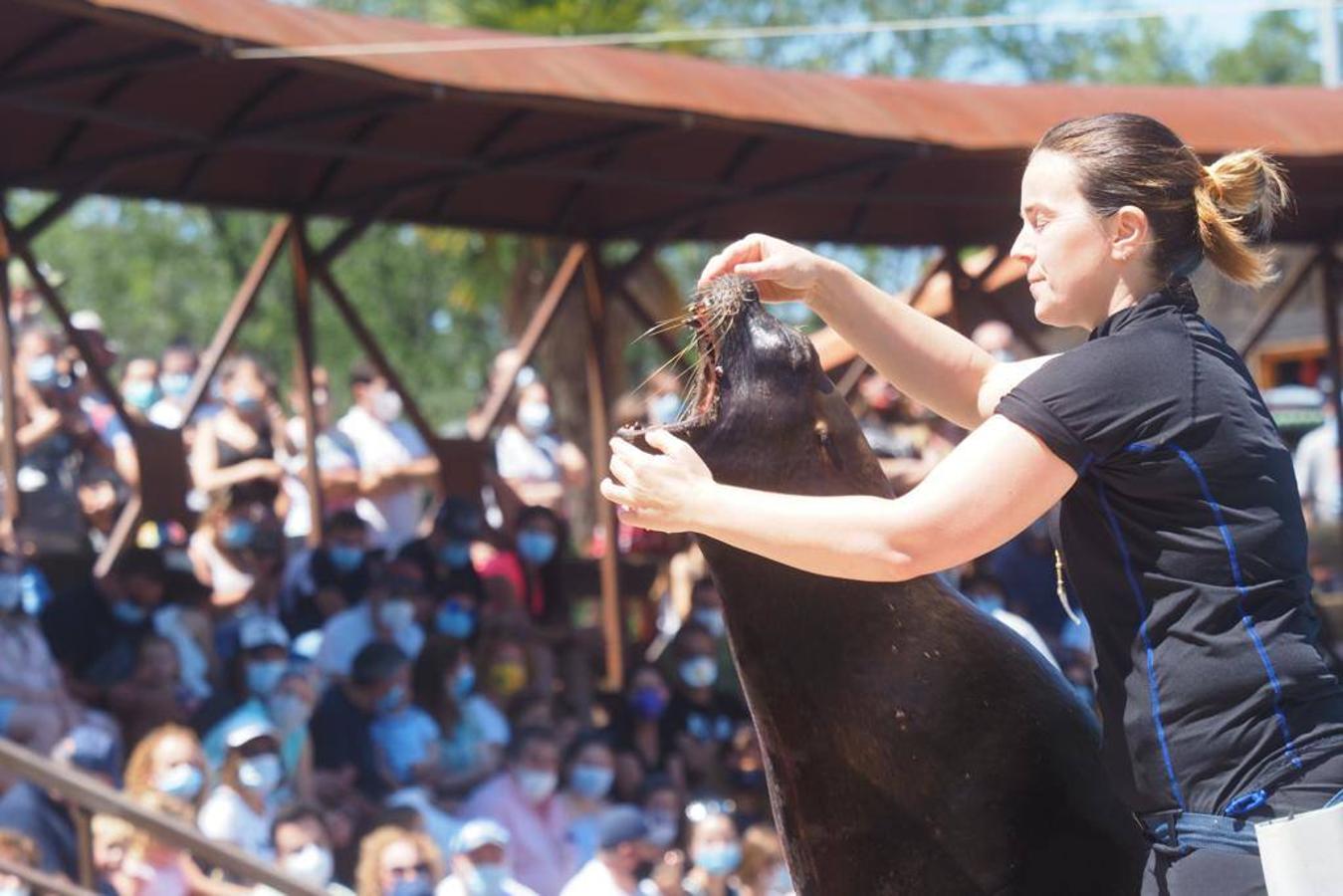 Numeroso público se acercó este sábado hasta el Parque de la Naturaleza de Cabárceno en el primer fin de semana fuera del estado de alarma.