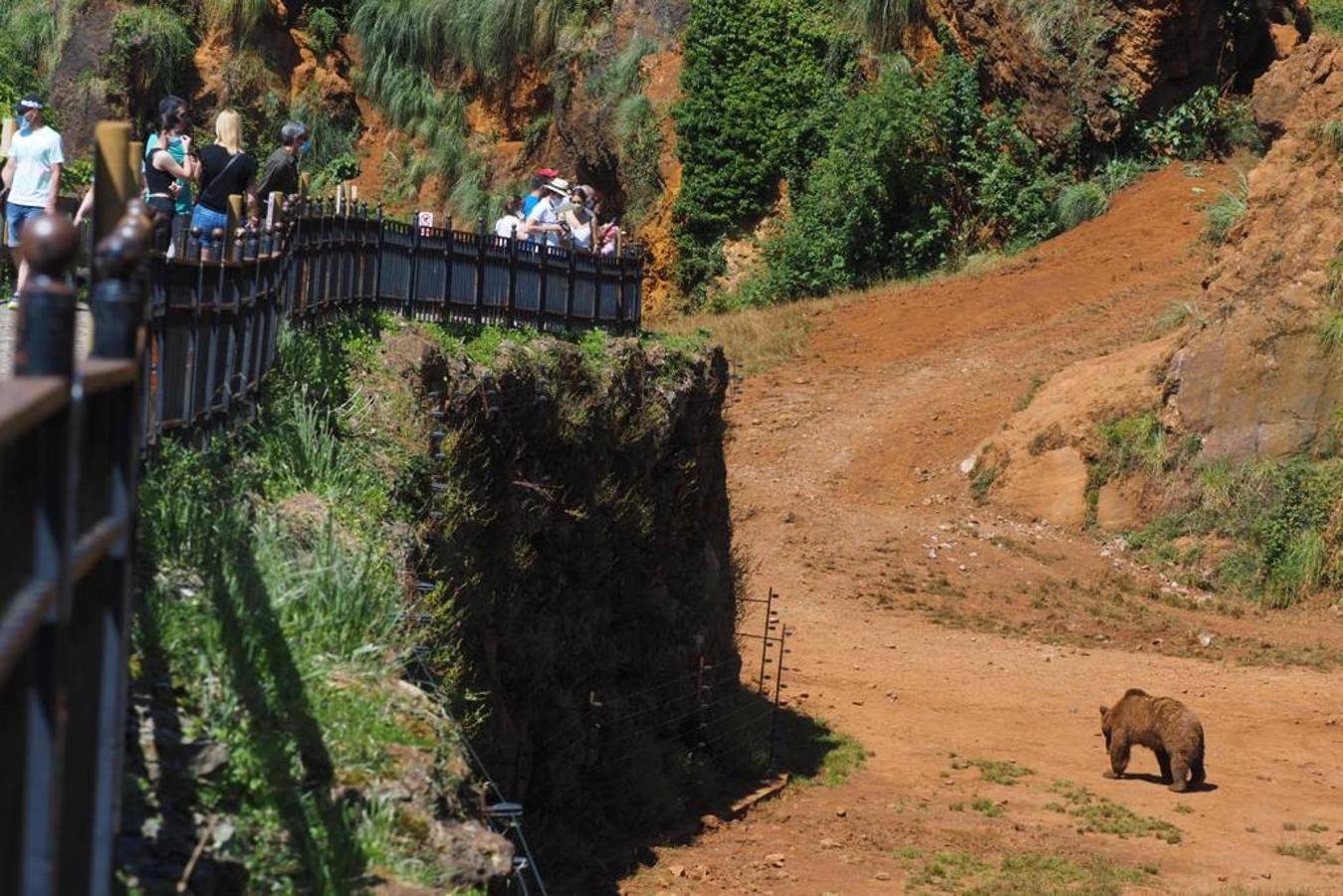 Numeroso público se acercó este sábado hasta el Parque de la Naturaleza de Cabárceno en el primer fin de semana fuera del estado de alarma.