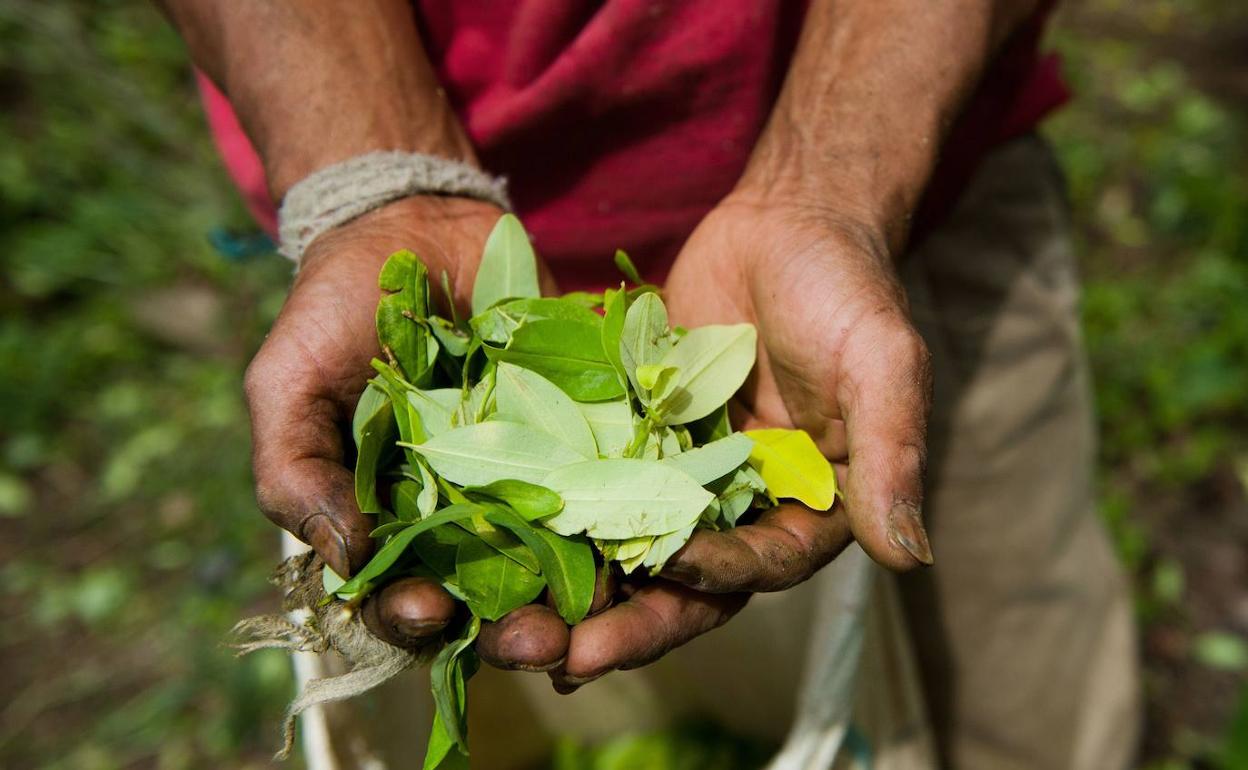 Un campesino sostiene una hojas de coca en una plancación de las montañas de Cauca (Colombia)