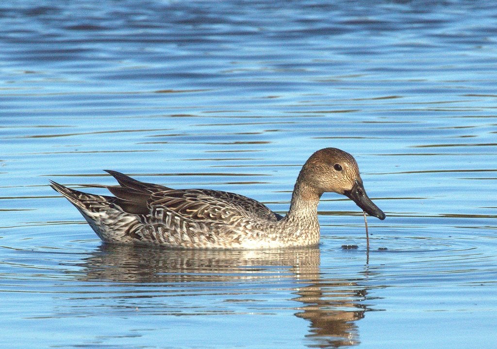 Anade Rabudo en la ría de San Martín