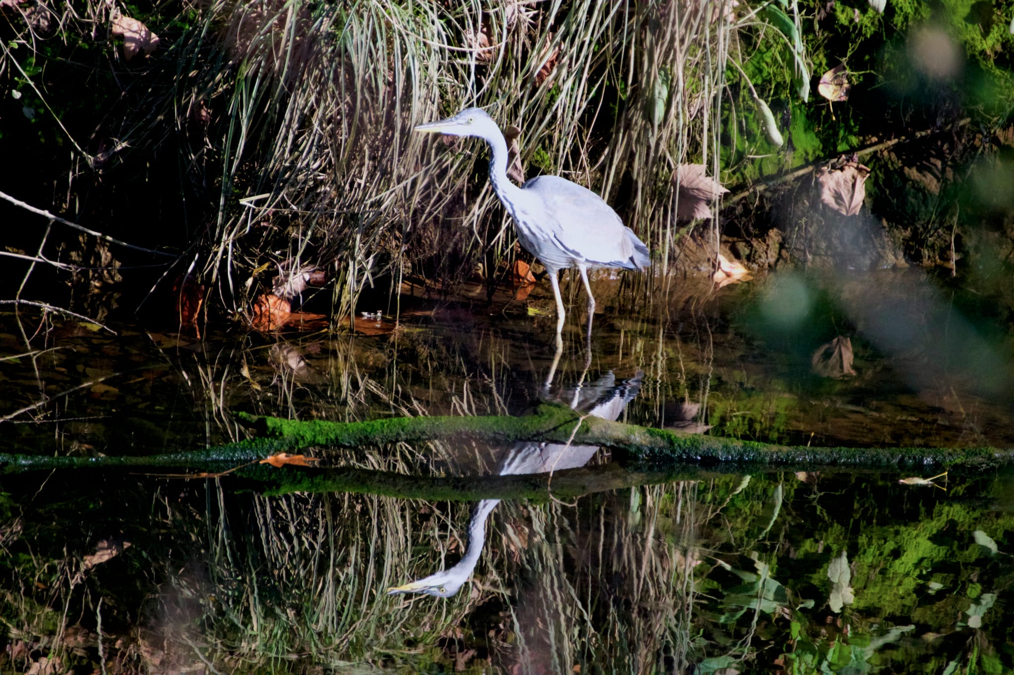 Garza real en la ría de San Martín