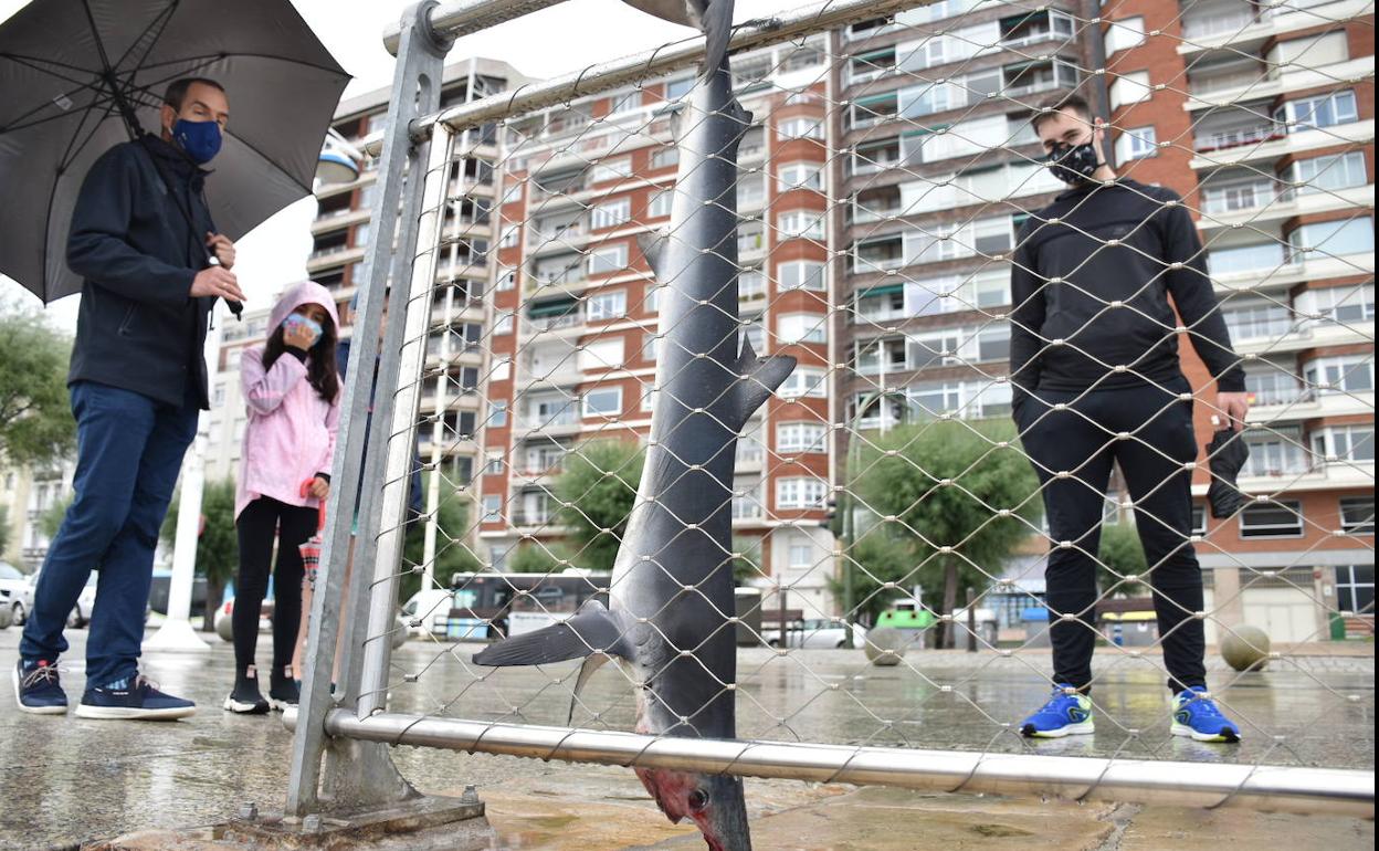 El pequeño tiburón ha permanecido horas en una barandilla en la zona de Castelar de Santander.