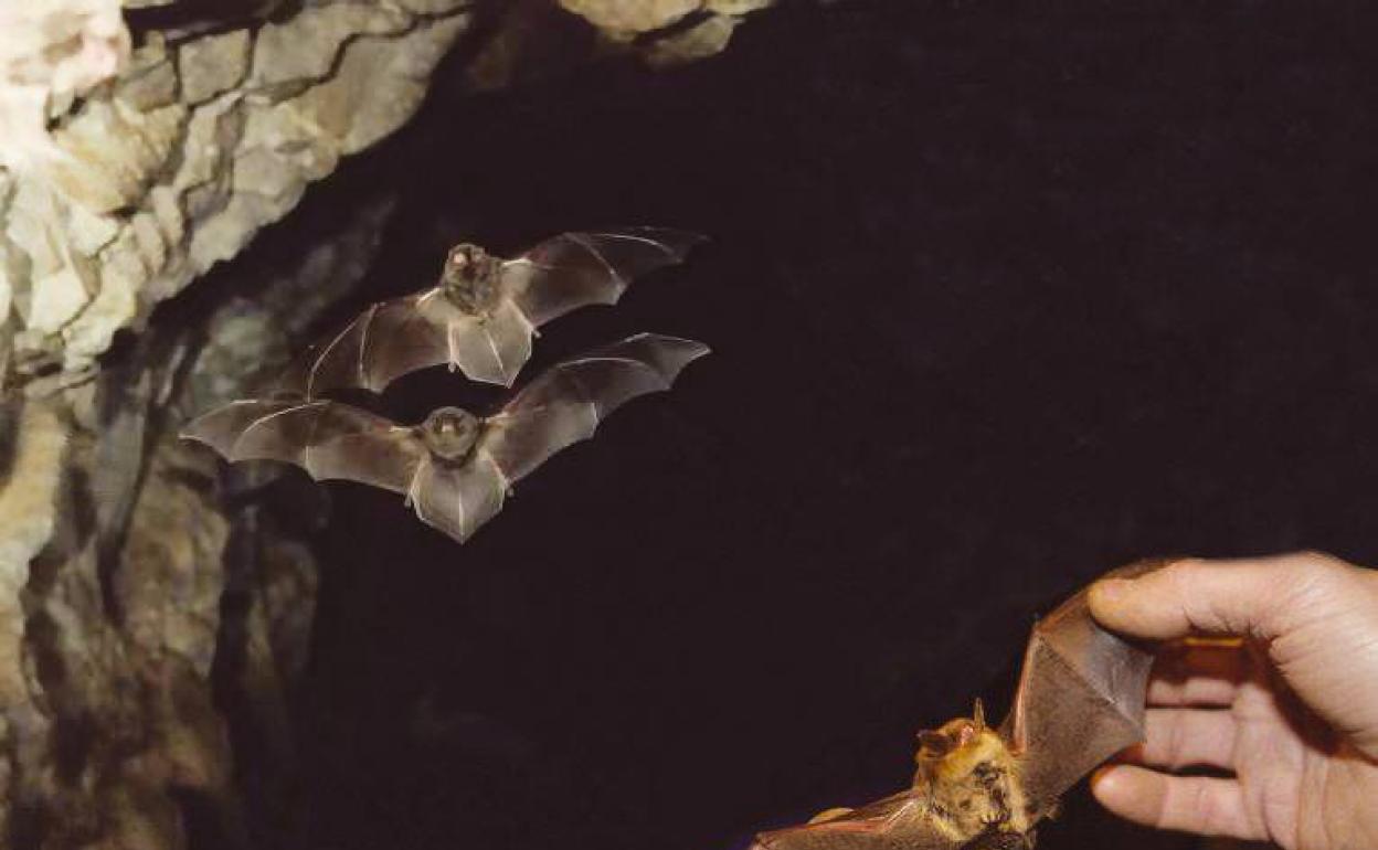 Murciélago 'Rinolophus ferrumeguinun', que habita en la Cueva de El Soplao