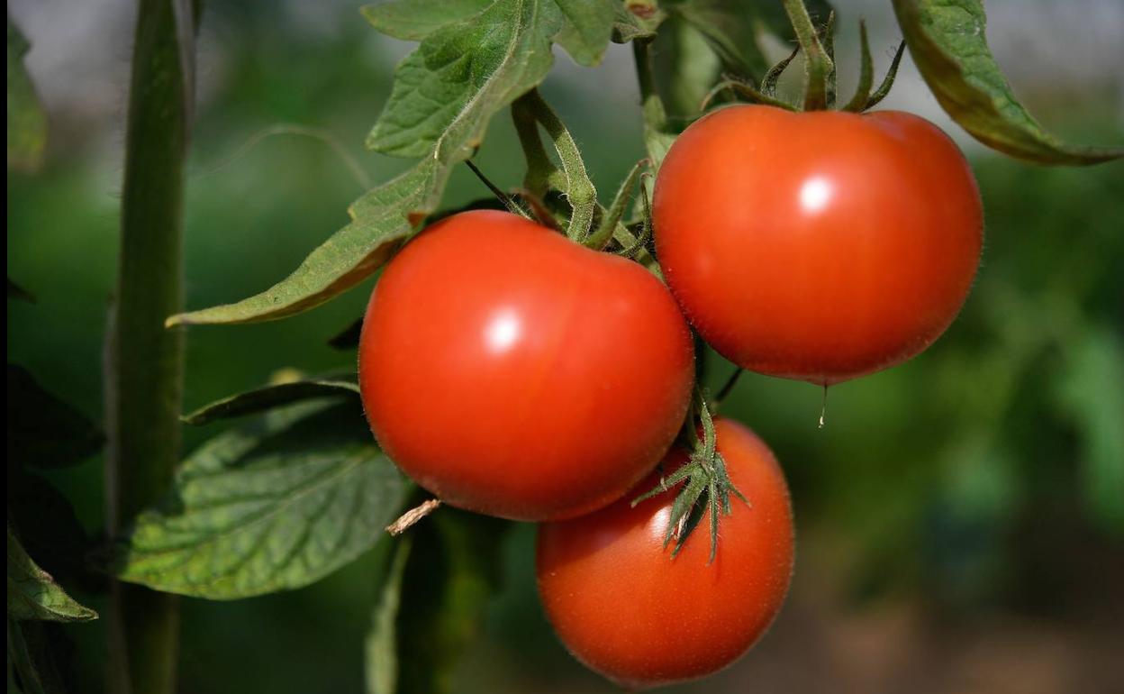 La Cofradía del Tomate y el Pimiento de Ampuero organizará una feria en 2021