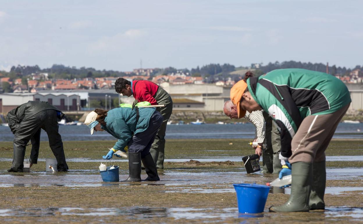 El Gobierno regional convoca ayudas urgentes para mariscadores y empresas de acuicultura