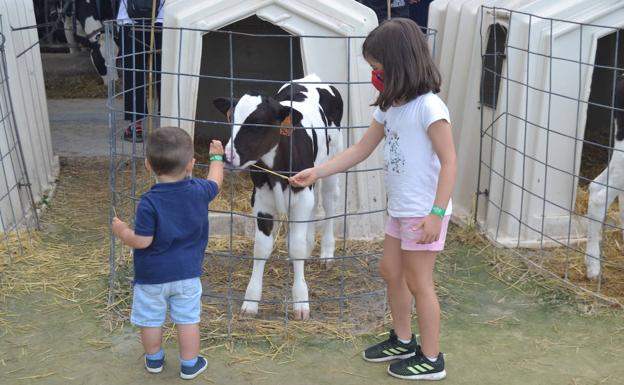 Imagen principal - Arriba, unos niños, acarician a una ternera recién nacida. Abajo, Carolina Entrecanales y su hermano Ivón, responsable de Granja Cudaña, muestran un ejemplar del queso Supra Cudaño.