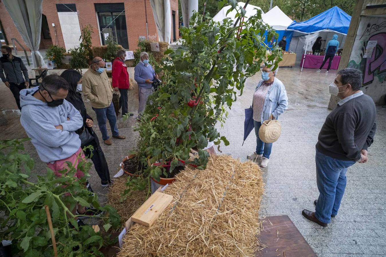 Bezana celebró, a pesar de la lluvia, la II Feria Nacional del Tomate Antiguo, que incluyó talleres, charlas y mercado ecológico de proximidad, entre otras actividades. Los periodistas David Remartínez y Pedro Vallín fueron nombrados 'Tomatero mayor'.