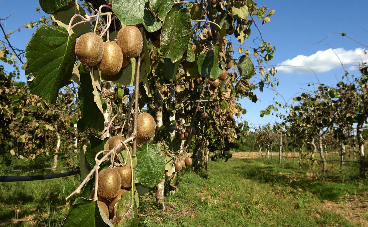 El kiwi se cultiva en toda la cornisa Cantábrica y su consumo se traduce en múltiples beneficios para la salud.