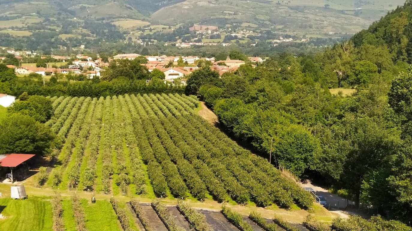 Plantación en Silió.