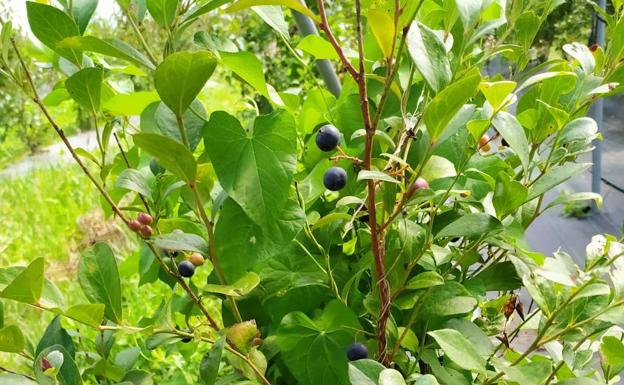 Los frutos del arándano en el arbusto, pudiéndose advertir las diferencias de maduración.