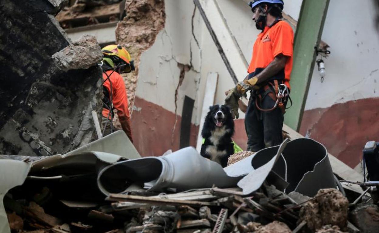 Flash, el perro de los Topos, un grupo de especialistas chilenos, dio el aviso de presencia humana el jueves.