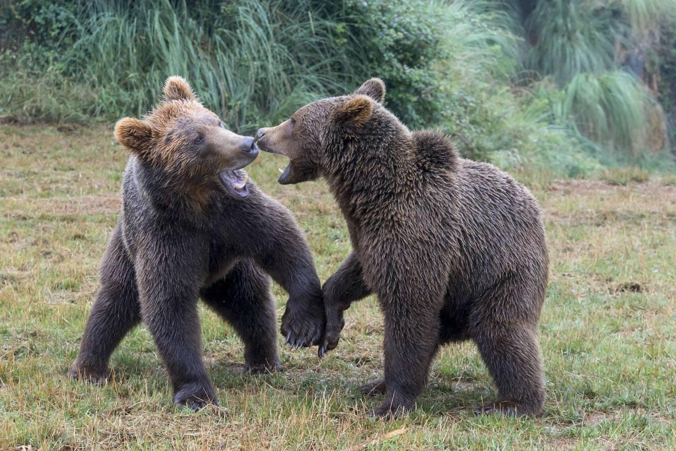 Osos del Parque de la Naturaleza de Cabárceno.