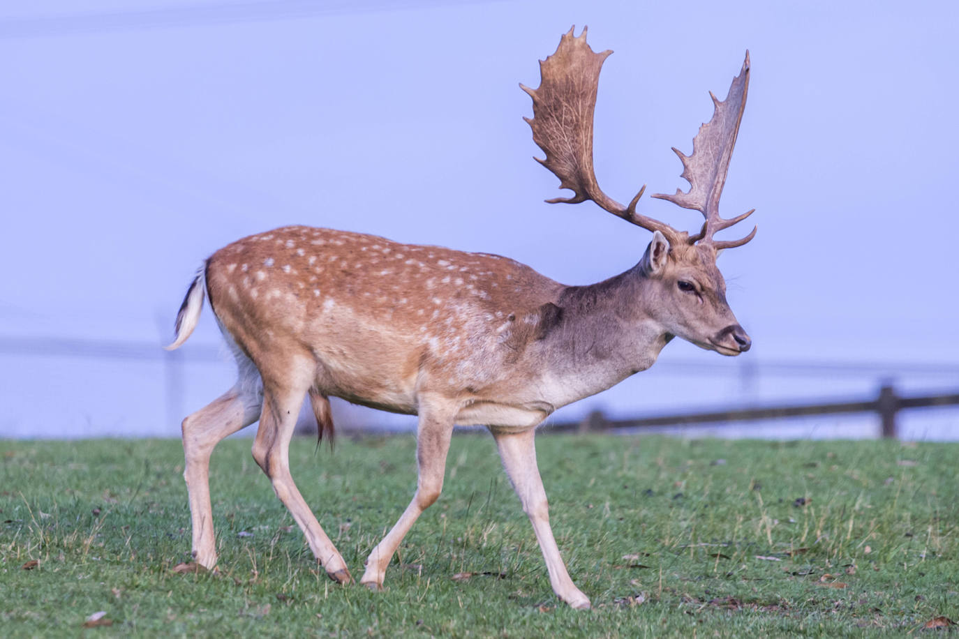 Imágenes de una visita nocturna al Parque de la Naturaleza de Cabárceno, una experiencia que se pone en marcha coincidiendo con el periodo en el que se producen la berrea y la ronca.