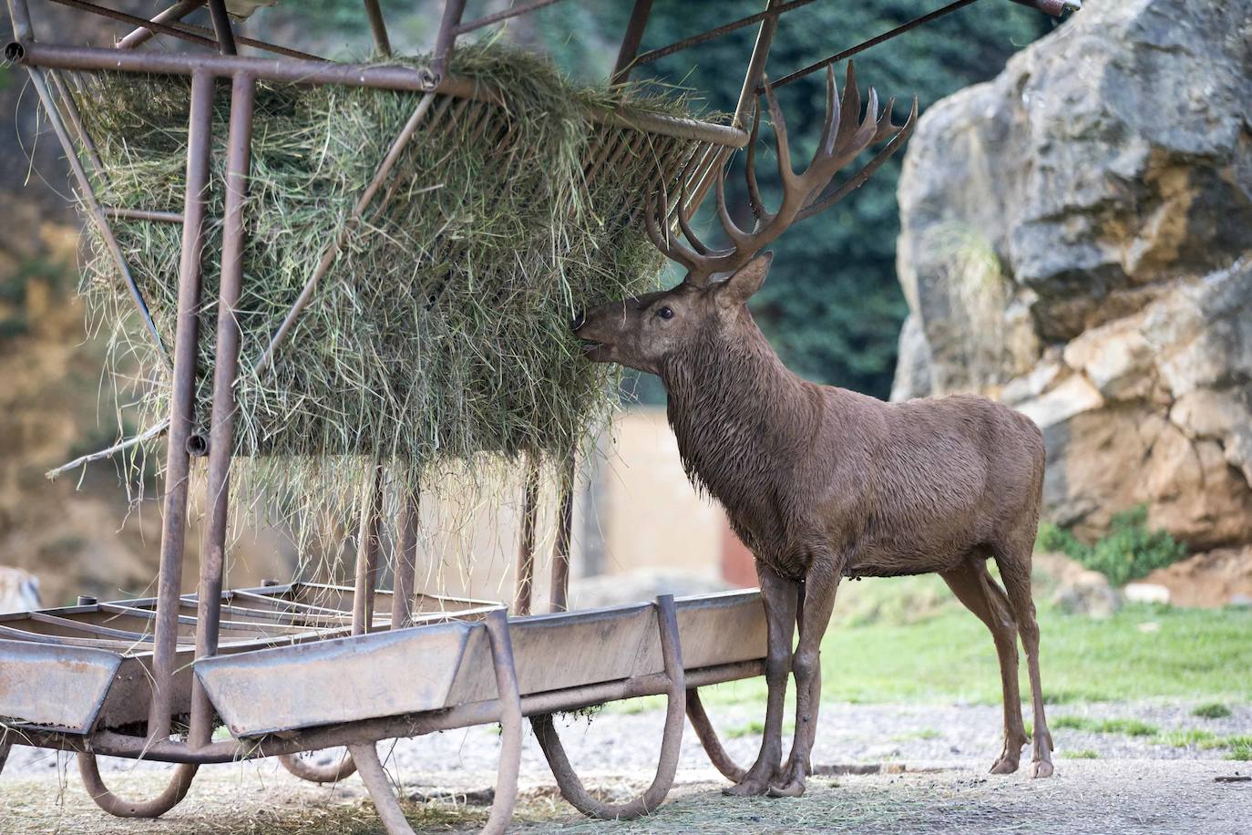 Imágenes de una visita nocturna al Parque de la Naturaleza de Cabárceno, una experiencia que se pone en marcha coincidiendo con el periodo en el que se producen la berrea y la ronca.