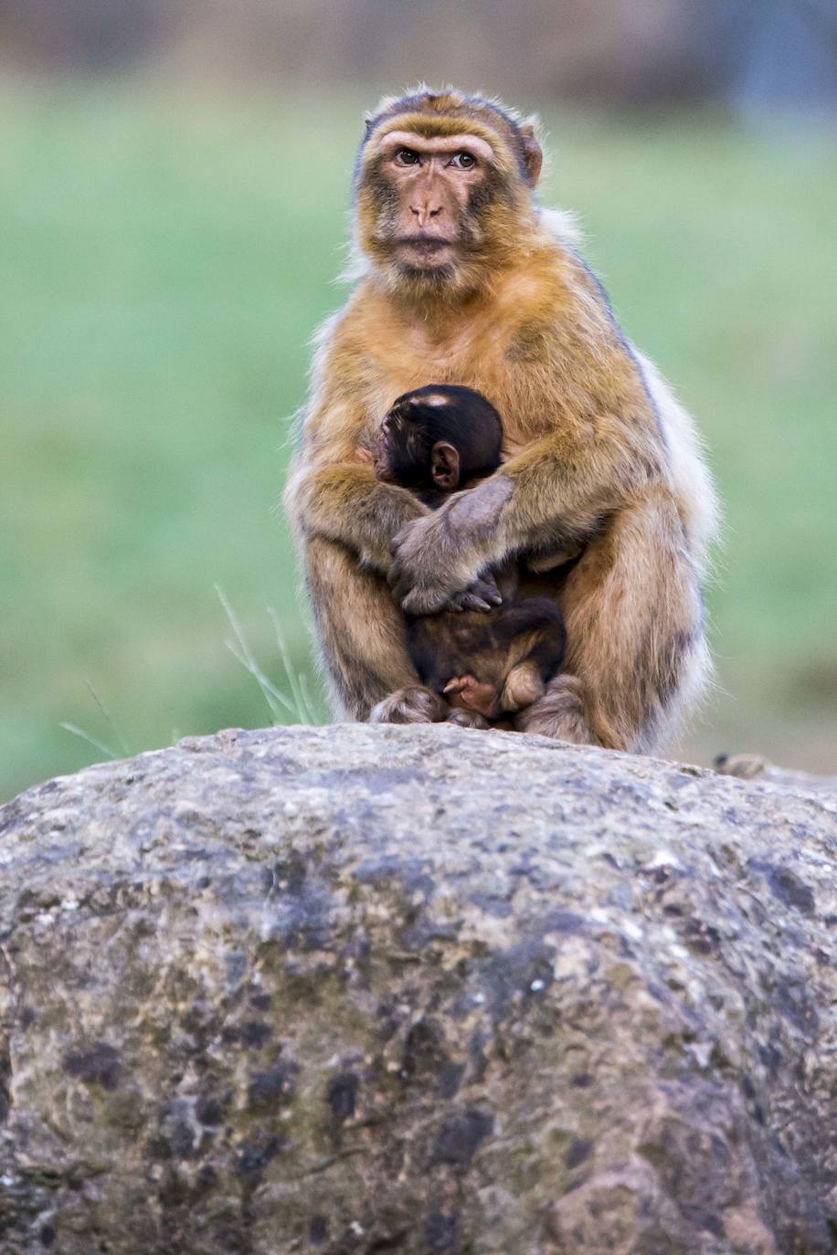 Imágenes de una visita nocturna al Parque de la Naturaleza de Cabárceno, una experiencia que se pone en marcha coincidiendo con el periodo en el que se producen la berrea y la ronca.