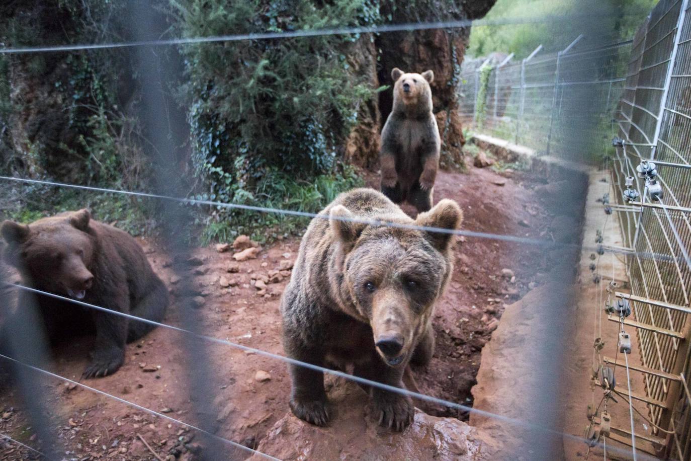 Imágenes de una visita nocturna al Parque de la Naturaleza de Cabárceno, una experiencia que se pone en marcha coincidiendo con el periodo en el que se producen la berrea y la ronca.