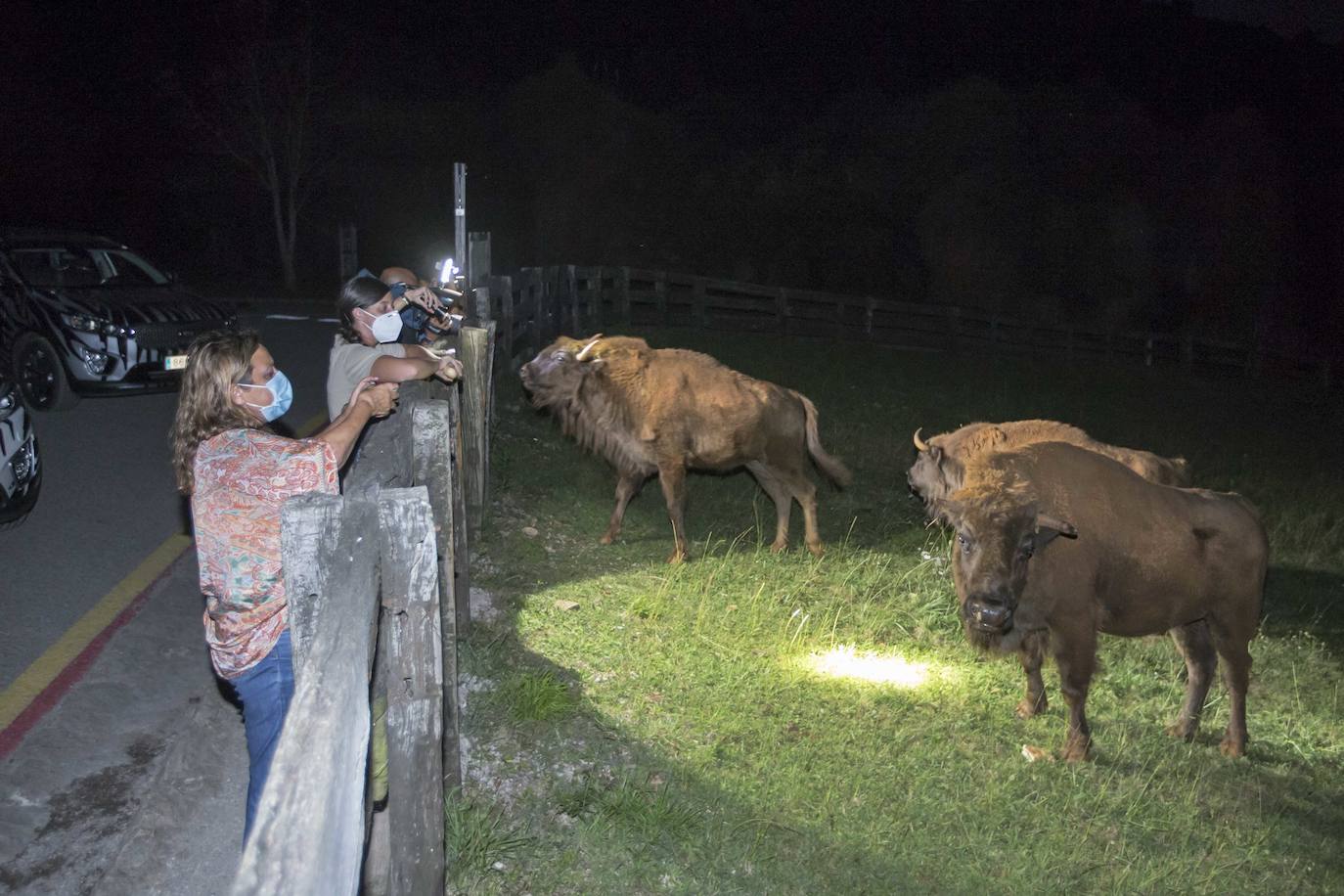 Imágenes de una visita nocturna al Parque de la Naturaleza de Cabárceno, una experiencia que se pone en marcha coincidiendo con el periodo en el que se producen la berrea y la ronca.