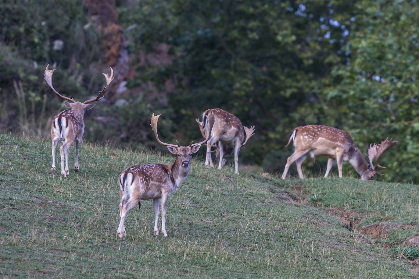 Imágenes de una visita nocturna al Parque de la Naturaleza de Cabárceno, una experiencia que se pone en marcha coincidiendo con el periodo en el que se producen la berrea y la ronca.