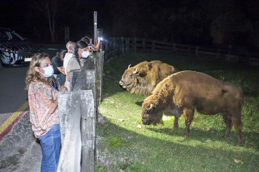 Dos bisontes europeos se acercan a escasos centímetros de la valla de protección de su recinto en busca de un trozo de pan.