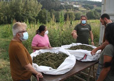Imagen secundaria 1 - La otra cara del cannabis, un cultivo legal