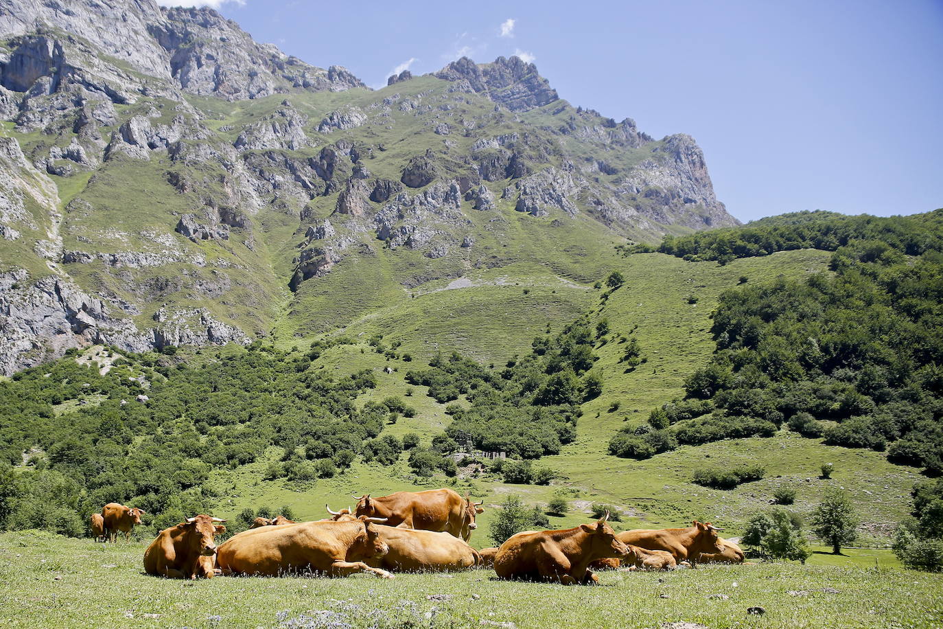 Ganado en la fala de los Picos de Europa en la zona de Liébana. Foto: Juanjo Santamaría