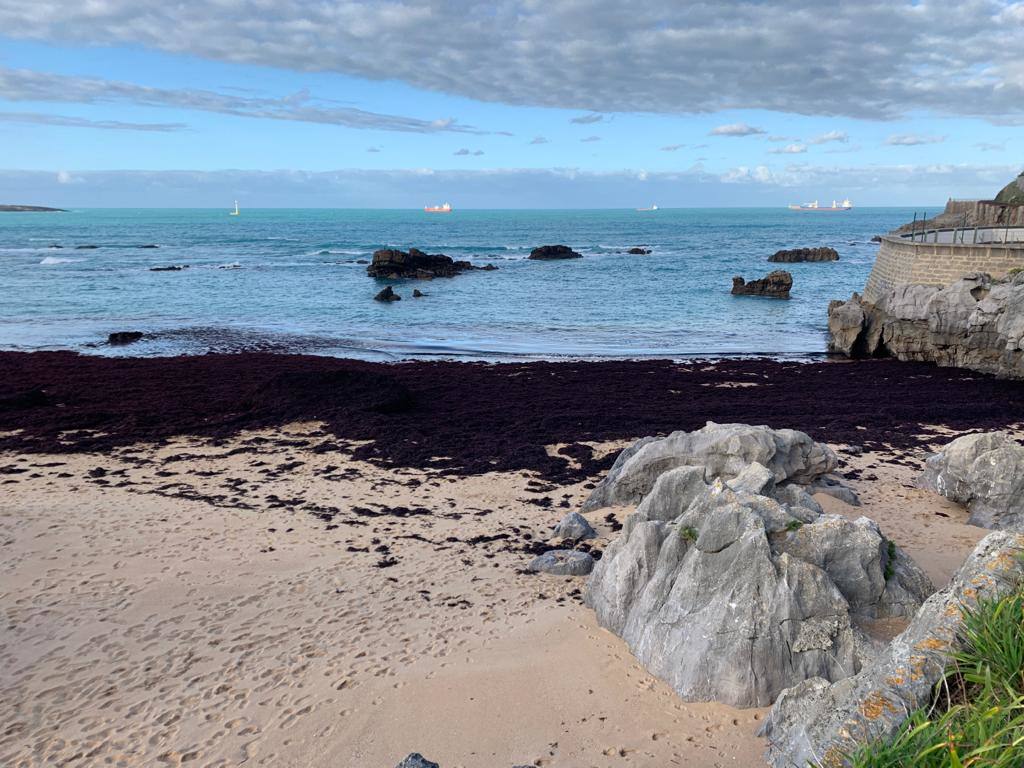 Muchas playas de Cantabria han amanecido este domingo con sus orillas teñidas del rojo de la caloca. La mala mar de estos días ha sacado estas algas del fondo marino, que han emergido formando montañas al borde del mar. Comienzan a verse cuadrillas extrayendo la caloca a paladas. Son los 'caloqueros', que, a la par que se ganan la vida secando y vendiendo estas algas, realizan una labor de limpieza de las playas. En estas imágenes, caloqueros trabajando en la Virgen del Mar y la playa de El Camello invadida de caloca.