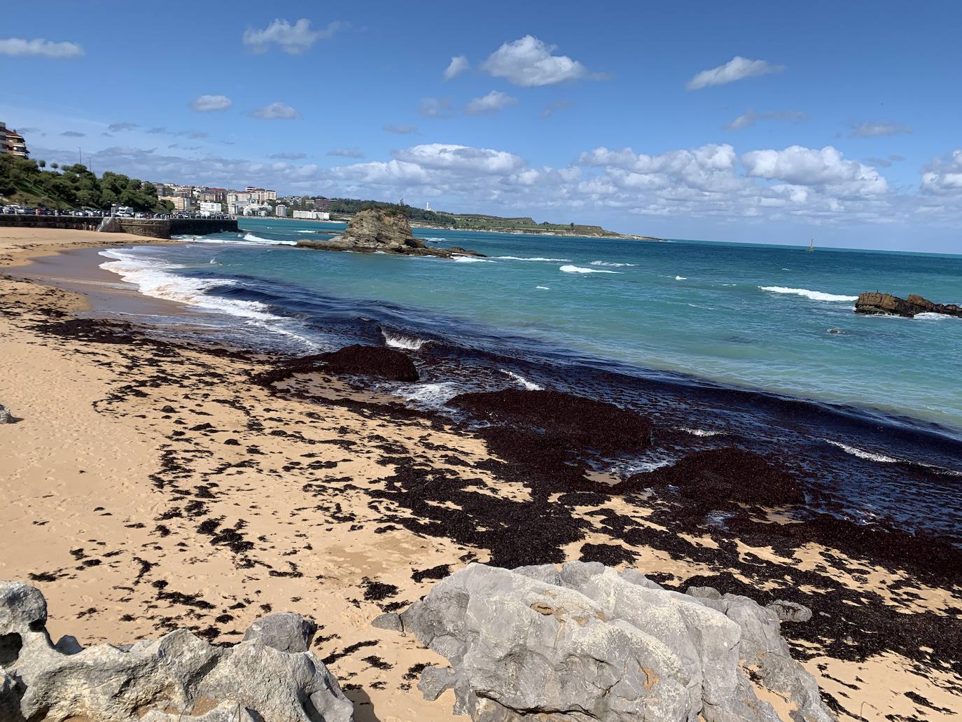 Muchas playas de Cantabria han amanecido este domingo con sus orillas teñidas del rojo de la caloca. La mala mar de estos días ha sacado estas algas del fondo marino, que han emergido formando montañas al borde del mar. Comienzan a verse cuadrillas extrayendo la caloca a paladas. Son los 'caloqueros', que, a la par que se ganan la vida secando y vendiendo estas algas, realizan una labor de limpieza de las playas. En estas imágenes, caloqueros trabajando en la Virgen del Mar y la playa de El Camello invadida de caloca.